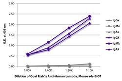 Southern Biotechnology Associates&nbsp;Lambda Goat F(ab')2 anti-Human, Mouse ads, Biotin, Polyclonal, Southern Biotech&trade;