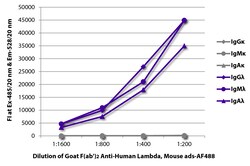 Southern Biotechnology Associates&nbsp;Lambda Goat F(ab')2 anti-Human, Mouse ads, AF 488, Polyclonal, Southern Biotech&trade;