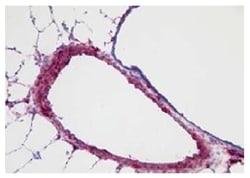Southern Biotechnology Associates&nbsp;Goat Anti-Rabbit IgG (H+L Chain Specific) Secondary Antibodies, SouthernBiotech&trade;
