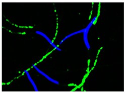 Goat Anti-Rabbit IgG (H+L Chain Specific) Secondary Antibodies, SouthernBiotech 1.0 mg | Buy Online | Southern Biotechnology Associates | Fisher Scientific