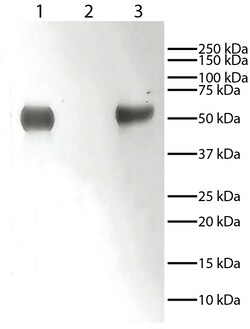 IgG Mouse anti-Rabbit, HRP, Clone: 2A9, Southern Biotech 1.0 mL | Buy Online | Southern Biotechnology Associates | Fisher Scientific