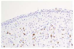 CD3 Mouse anti-Porcine, Unconjugated, Clone: PPT3, Southern Biotech Unconjugated,
