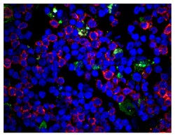 CD3 Mouse anti-Porcine, SPRD (R-phycoerythrin/Cyanine 5), Clone: PPT3,
