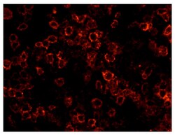 CD3 Mouse anti-Porcine, SPRD (R-phycoerythrin/Cyanine 5), Clone: PPT3,