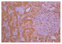 Southern Biotechnology Associates&nbsp;IgG(H+L) Rabbit anti-Goat, Biotin, Polyclonal, Southern Biotech&trade;