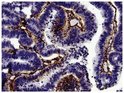 IgG(H+L) Swine anti-Goat, Human/Rat/Mouse SP ads, HRP, Polyclonal, Southern