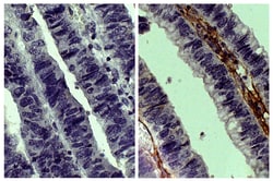 IgG(H+L) Swine anti-Goat, Human/Rat/Mouse SP ads, HRP, Polyclonal, Southern