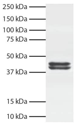Southern Biotechnology Associates&nbsp;Biotin Mouse anti-, HRP, Clone: SB58c, Southern Biotech&trade;