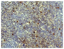 Southern Biotechnology Associates&nbsp;IgG(H+L) Donkey anti-Goat, Mouse/Rat SP ads, HRP, Polyclonal, Southern Biotech&trade;