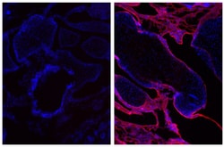 IgG(H+L) Donkey anti-Goat, Mouse/Rat SP ads, AF 555, Polyclonal, Southern Biotech 1.0 mg | Buy Online | Southern Biotechnology Associates | Fisher Scientific
