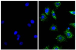 IgG(H+L) Donkey anti-Rat, Mouse SP ads, AF 488, Polyclonal, Southern Biotech
