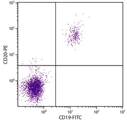 CD20 Mouse anti-Human, Feline, R-PE, Clone: B-Ly1, Southern Biotech:Antibodies:Primary