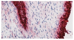 CD55 Mouse anti-Human, Unconjugated, Clone: 143-30, Southern Biotech 0.1 mg | Buy Online | Southern Biotechnology Associates | Fisher Scientific