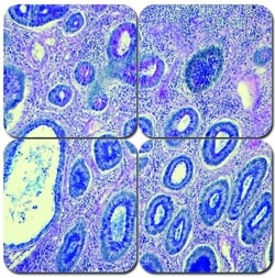 StatLab MasterTech Alcian Blue PAS Stain Kit 100 mL | Buy Online | StatLab&trade; | Fisher Scientific