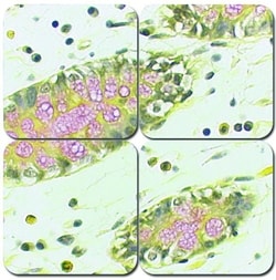 StatLab™ MasterTech Muci Plus Stain Kit