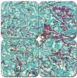 StatLab™ MasterTech PAS Stain Kit