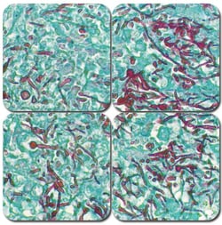 StatLab&nbsp;MasterTech PAS Stain Kit