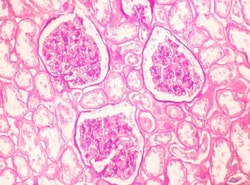 StatLab&nbsp;Poly Scientific HCS PAS Control Slides