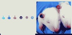 Stoelting Rat Ear Tag Stainless Steel, 1-999:Animal Care and Research,