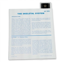Supertek™ Microslide™ - Skeletal System