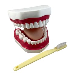 Supertek&trade;&nbsp;Oral Hygiene Model with Toothbrush and Key