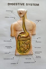 digestive.jpg-150.jpg