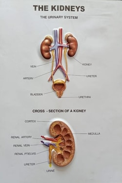 Supertek Large Raised Relief Human Anatomy Kidneys Plaque Model Large Raised