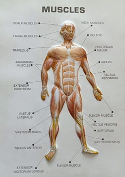 Supertek Large Raised Relief Human Anatomy Muscles Plaque Model 19.75 x 27.5 in. | Buy Online | Supertek&trade; | Fisher Scientific