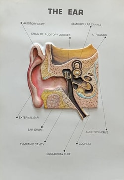 Supertek™ Large Raised Relief Human Anatomy Ear Plaque Model