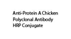Anti-Protein A Chicken Polyclonal Antibody HRP Conjugate , TCI America 1 Vial | Buy Online | TCI America | Fisher Scientific