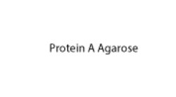 Protein A Agarose , TCI America&trade;