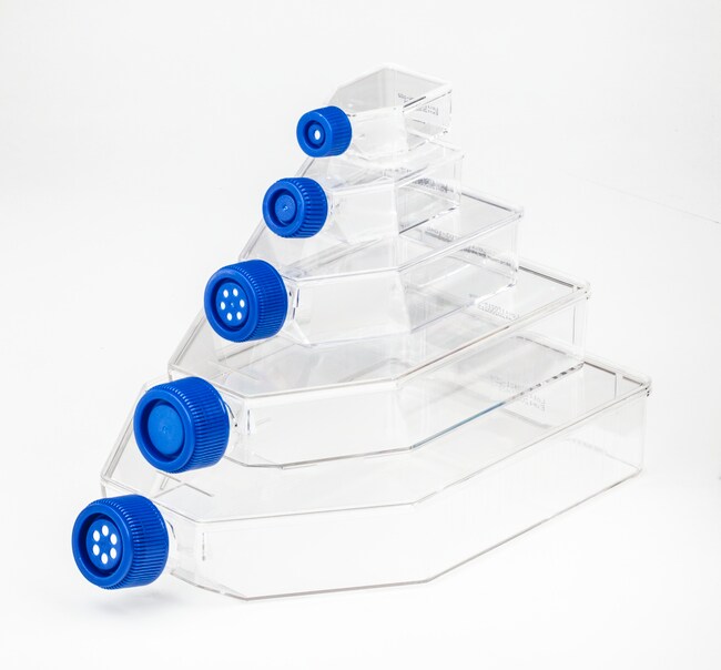 Fisherbrand Surface Treated Sterile Tissue Culture Flasks, Vented CapDishes, Fisher Scientific