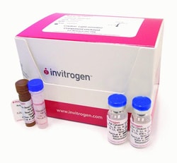 Invitrogen Luminex IL-10 Human Singleplex Bead Kit 100 Assays | Buy Online | Invitrogen&trade; | Fisher Scientific