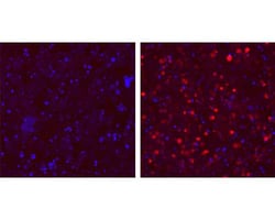 Tocris Bioscience&trade;&nbsp;dTAG Janelia Fluor&trade; 635