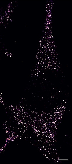 Tocris Bioscience&trade;&nbsp;Janelia Fluor&trade; 635b, NHS ester