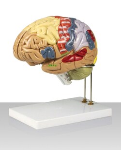 Walter Products Color-coded Human Brain Model 9 x 8 x 11.8 in. | Buy Online | Walter Products&trade; | Fisher Scientific