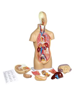 Walter Products Sexless Human Torso Model 9.5 x 6 x 20.5 in. | Buy Online | Walter Products&trade; | Fisher Scientific