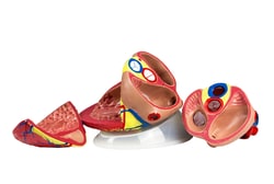 Walter Products™ Jumbo 5X Life-size Heart Model