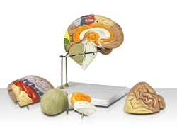 Walter Products™ Color-coded Human Brain Model