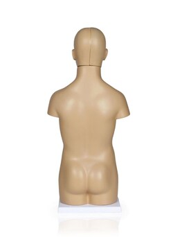 Walter Products Sexless Human Torso Model 9.5 x 6 x 20.5 in. | Buy Online | Walter Products&trade; | Fisher Scientific