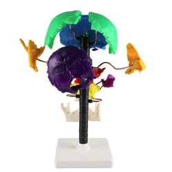 Walter Products&trade;&nbsp;Life-size Multi-color Beauchene Model