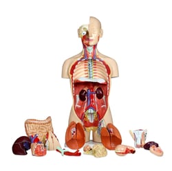 Walter Products Life-size Dual-sex Human Torso with Open Back Torso Model;