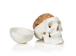 Walter Products&trade;&nbsp;Human Skull with Brain Model