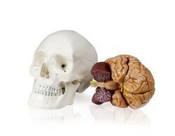 Walter Products Human Skull with Brain Model 6 x 6 x 9 in. | Buy Online | Walter Products&trade; | Fisher Scientific