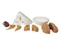 Walter Products Human Skull with Brain Model 6 x 6 x 9 in. | Buy Online | Walter Products&trade; | Fisher Scientific