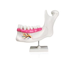 Walter Products 6-part Lower Jaw Model 13 x 5 x 8 in. | Buy Online | Walter Products&trade; | Fisher Scientific