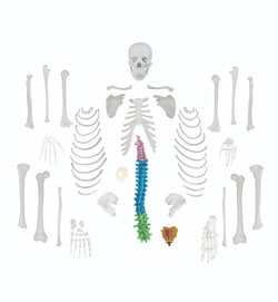 Walter Products Full-size Disarticulated Human Skeleton Model PVC | Buy Online | Walter Products&trade; | Fisher Scientific