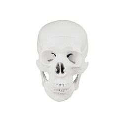 Walter Products Full-size Disarticulated Human Skeleton Model PVC | Buy Online | Walter Products&trade; | Fisher Scientific