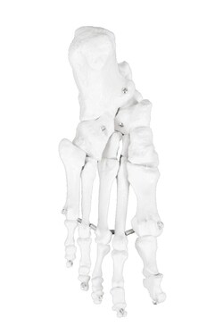 Walter Products Full-size Disarticulated Human Skeleton Model PVC | Buy Online | Walter Products&trade; | Fisher Scientific