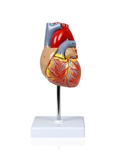 Walter Products Life-size Heart Model 3 x 3 x 4.5 in. | Buy Online | Walter Products&trade; | Fisher Scientific
